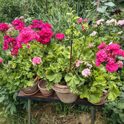pelargonium caliope