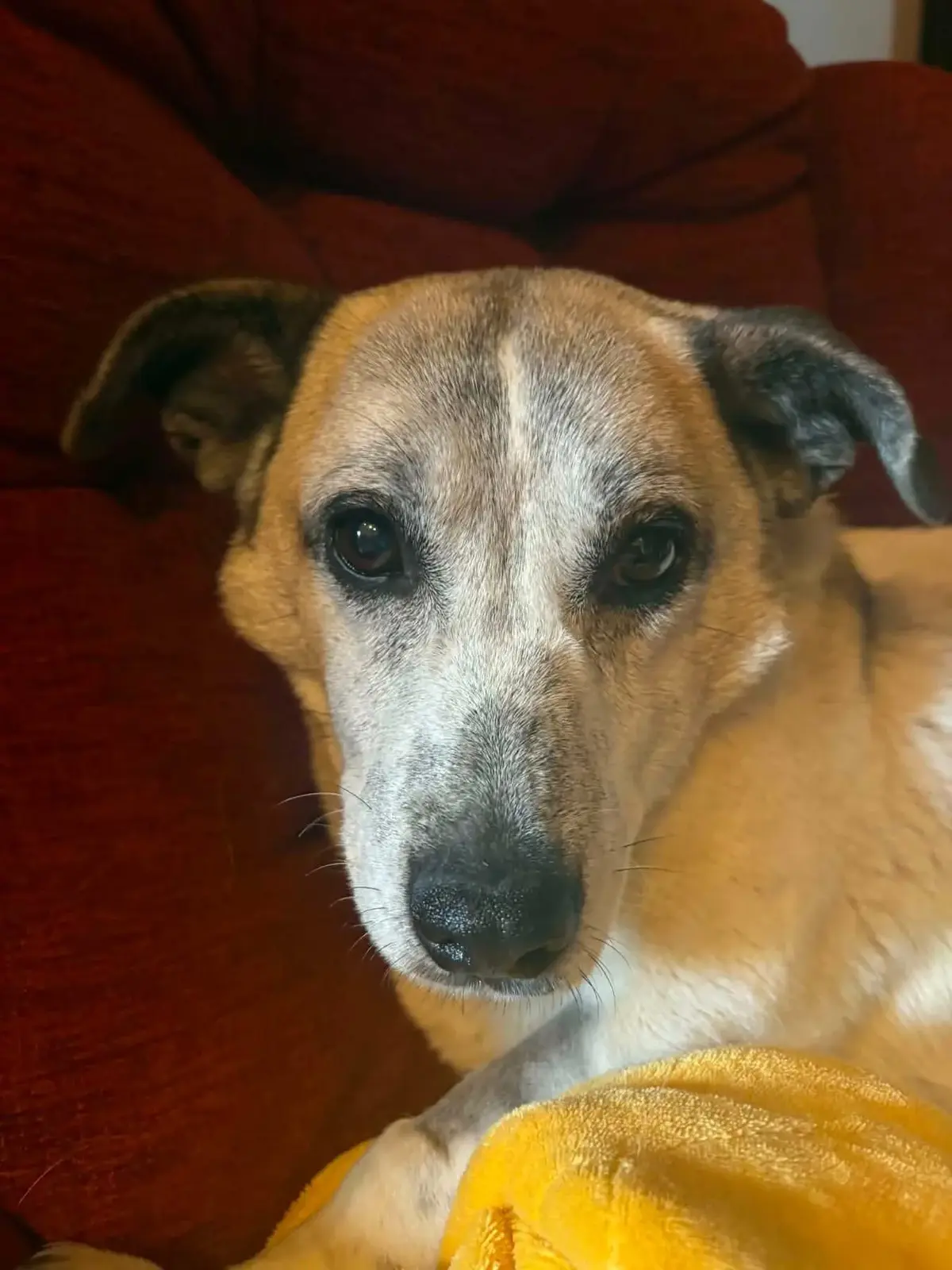 Meet Alba, a Lovable Canine Companion