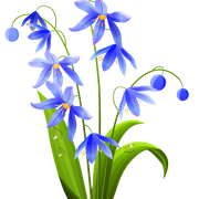 Spring Flowers5