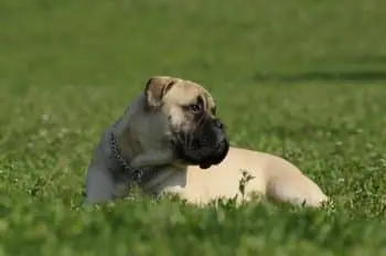Essential Supplements for Bullmastiff Puppy Health