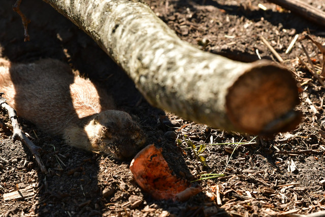 Prairie dogs at Copenhagen Zoo