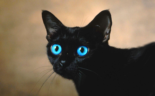 magicblackcat