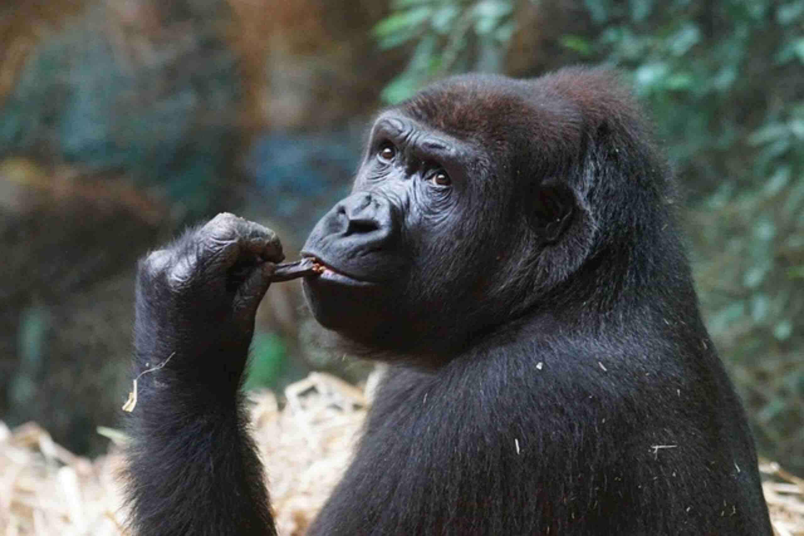 An image showing a mountain gorilla in its natural habitat, highlighting the wildlife experience near One&Only Gorilla’s Nest in Rwanda.