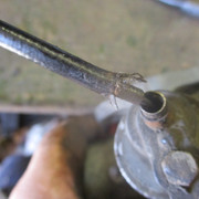 IMG-6034