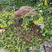 garden9