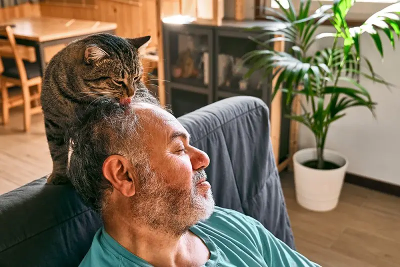 Feline Fascination with Human Hair
