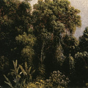 Forest-Study-Brazil