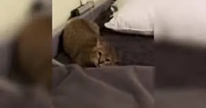 Cat's Lonely Cry Ends with Unlikely Friendship