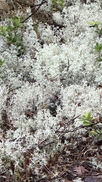 IMG 4816.jpg