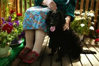 Dogs: Wonderful Companions for Seniors