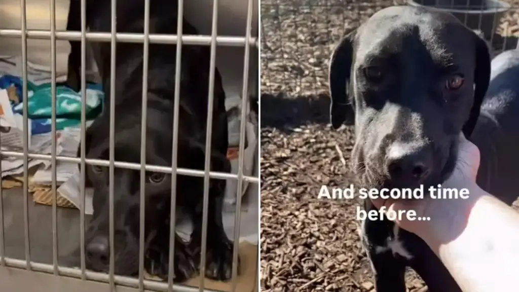Lost No More: Shelter Dog's Unwavering Hope