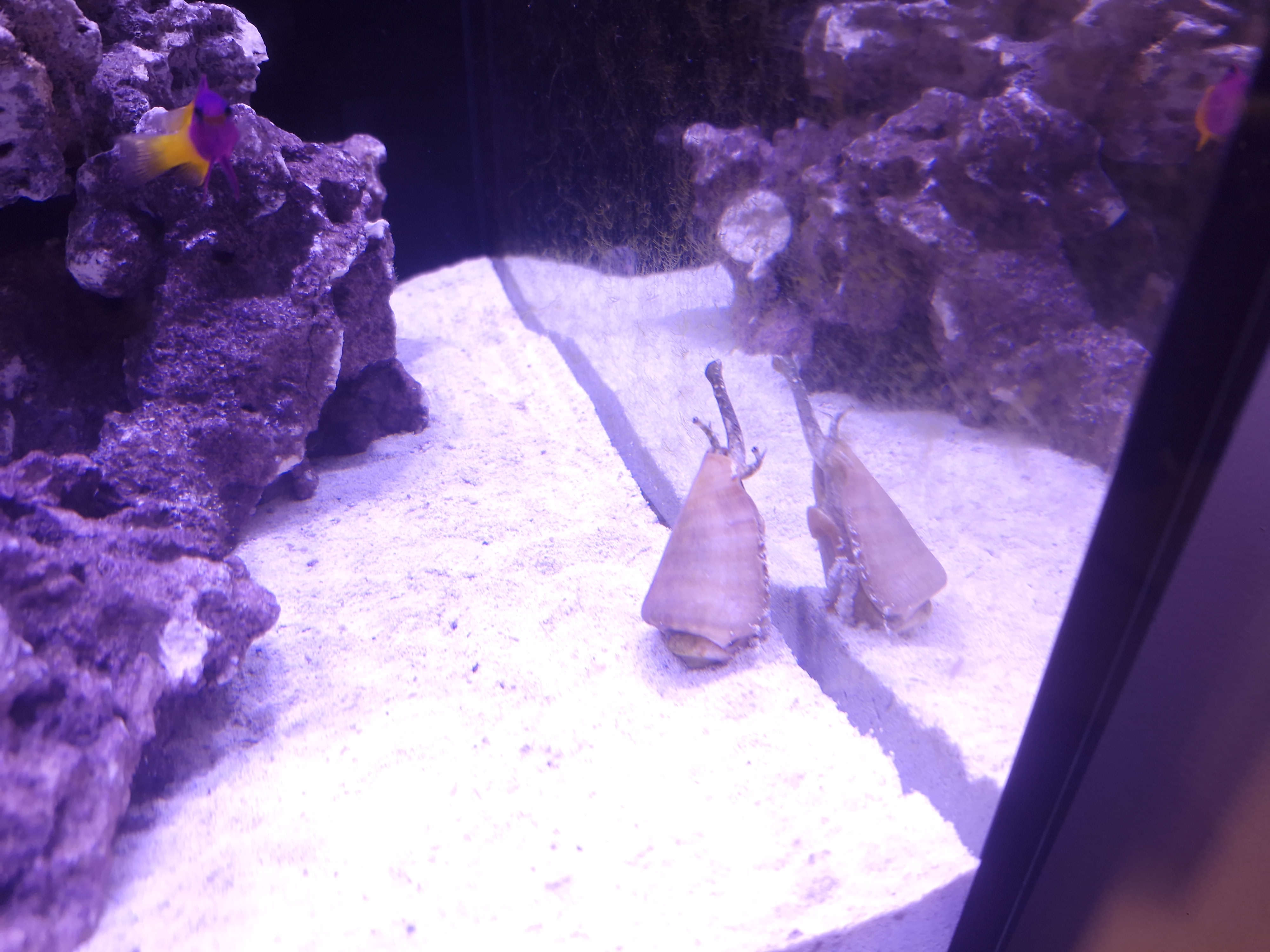 Conch-ID.jpg