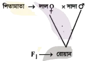 প্রশ্নের চিত্র