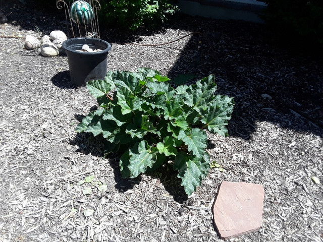 Rhubarb