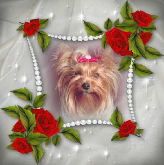 ( a 1 a Pearle Roses 2