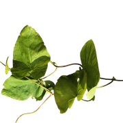 Leaves13