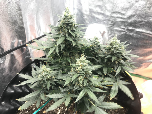 h2