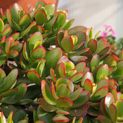 IMG-2592