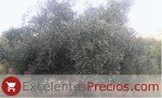 Cornicabra olive tree, heavily loaded with olives Cornicabra tree, Cornicabra olive tree, Cornicabra olive, Cornicabra olive photos
