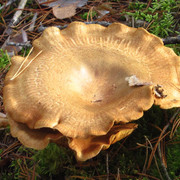 IMG-0382