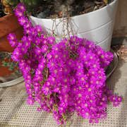 IMG-7480