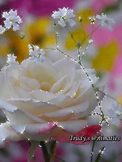 9.gif