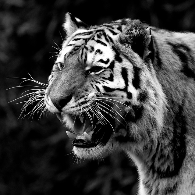 Tiger.jpg
