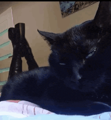 goth-goth-cat.gif