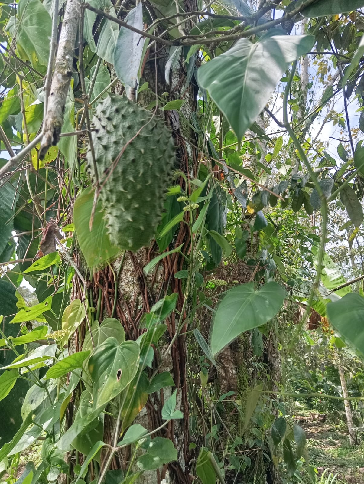 Vida en la finca