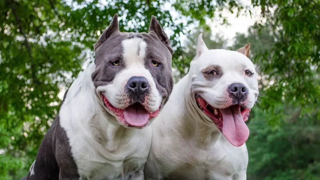 Shelter Dogs Get Fairytale Wedding Before Adoption