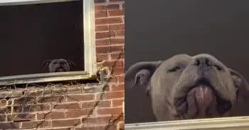 Rescued Pit Bull Finds Freedom After Basement Ordeal