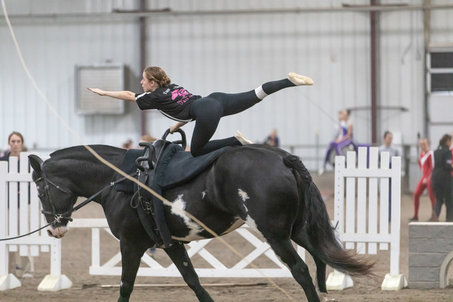 EQUINE VOLTIS75a