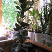IMG 6440