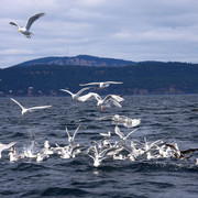 Seals-05