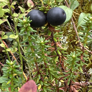 IMG 5679