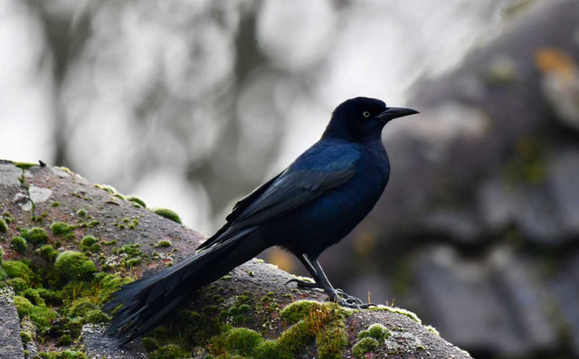 GTG