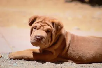 Essential Gear for Welcoming a New Shar Pei Puppy Home