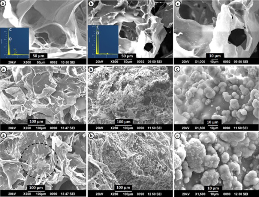 Aqueous Cissus quadrangularis Stem Extract Integrated Biodegradable Tissue Engineering Scaffold Augments Early Biomimetic and Biomineralization In Vitroe