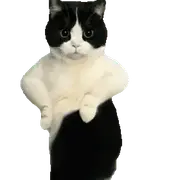 dancing cat cat dance