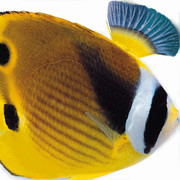 angelg1