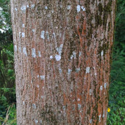 unknown tree bark