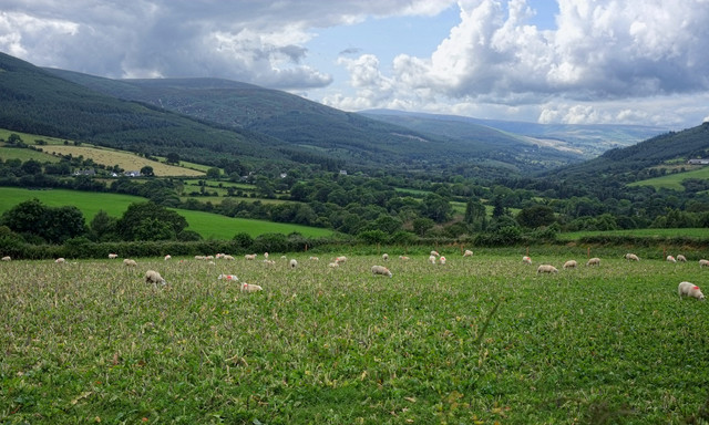 DSCF0975.jpg