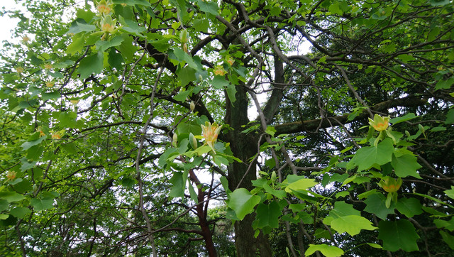 DSC-0004