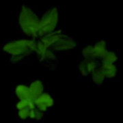 green13