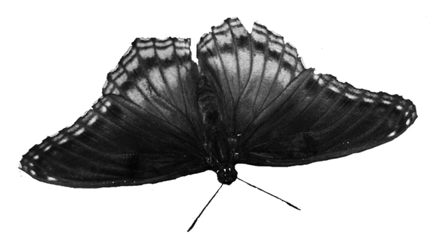 papillon1.png