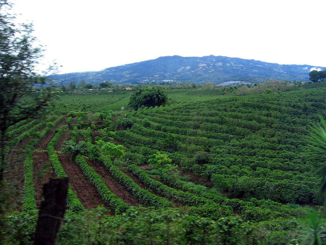 Coffee-Plantation3