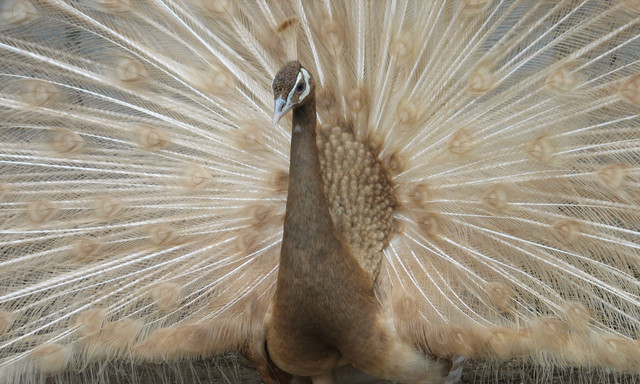 peapea