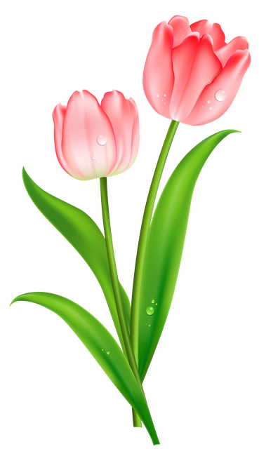 Pink-tulip-clipart-3