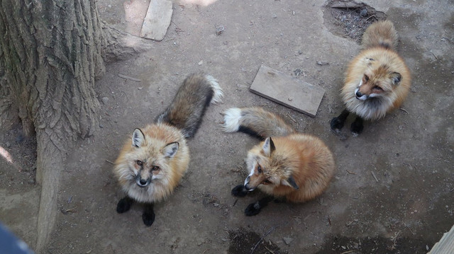 view-from-feeding-platform