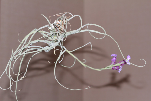 IMG-9241